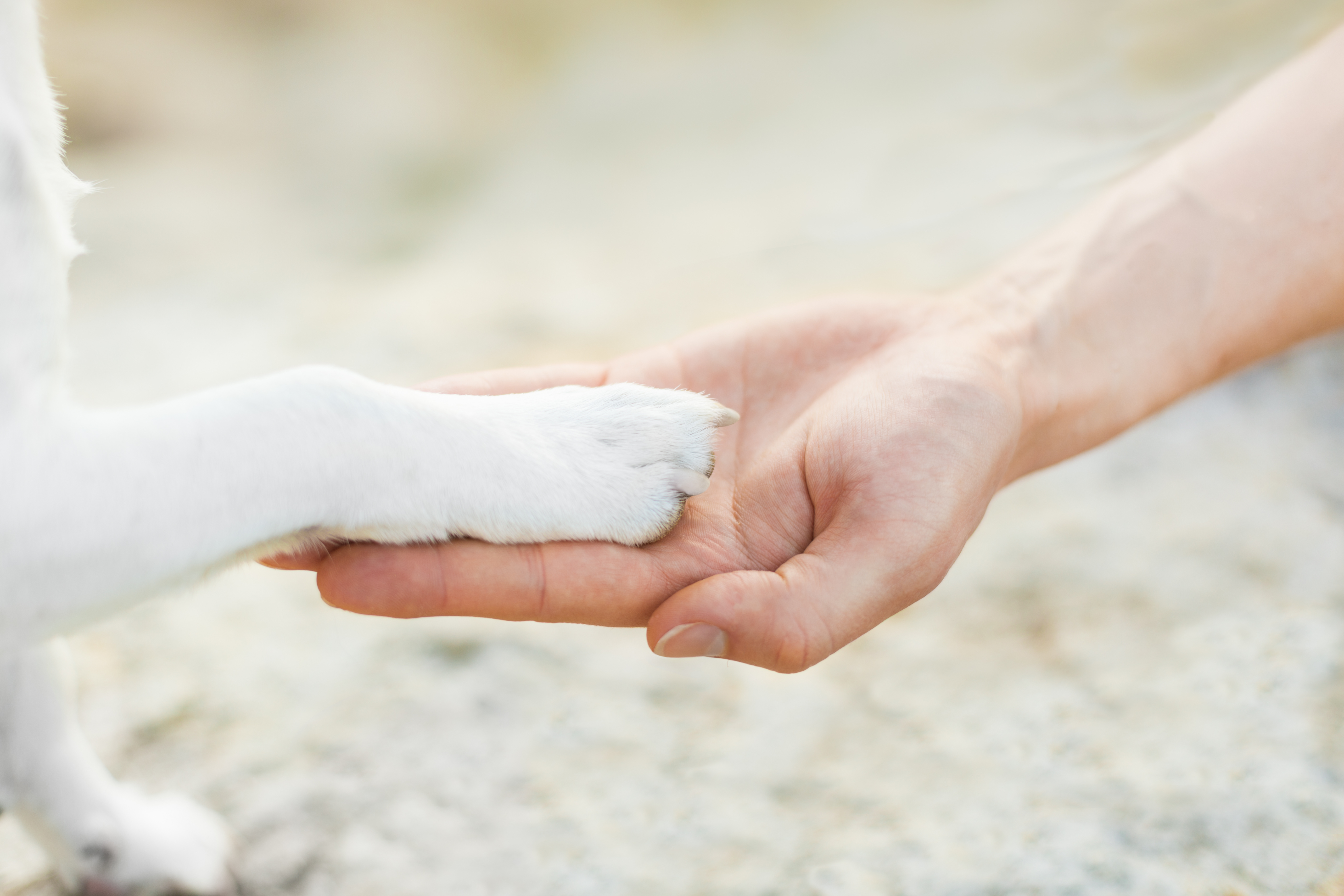 soins vétérinaires chien chat