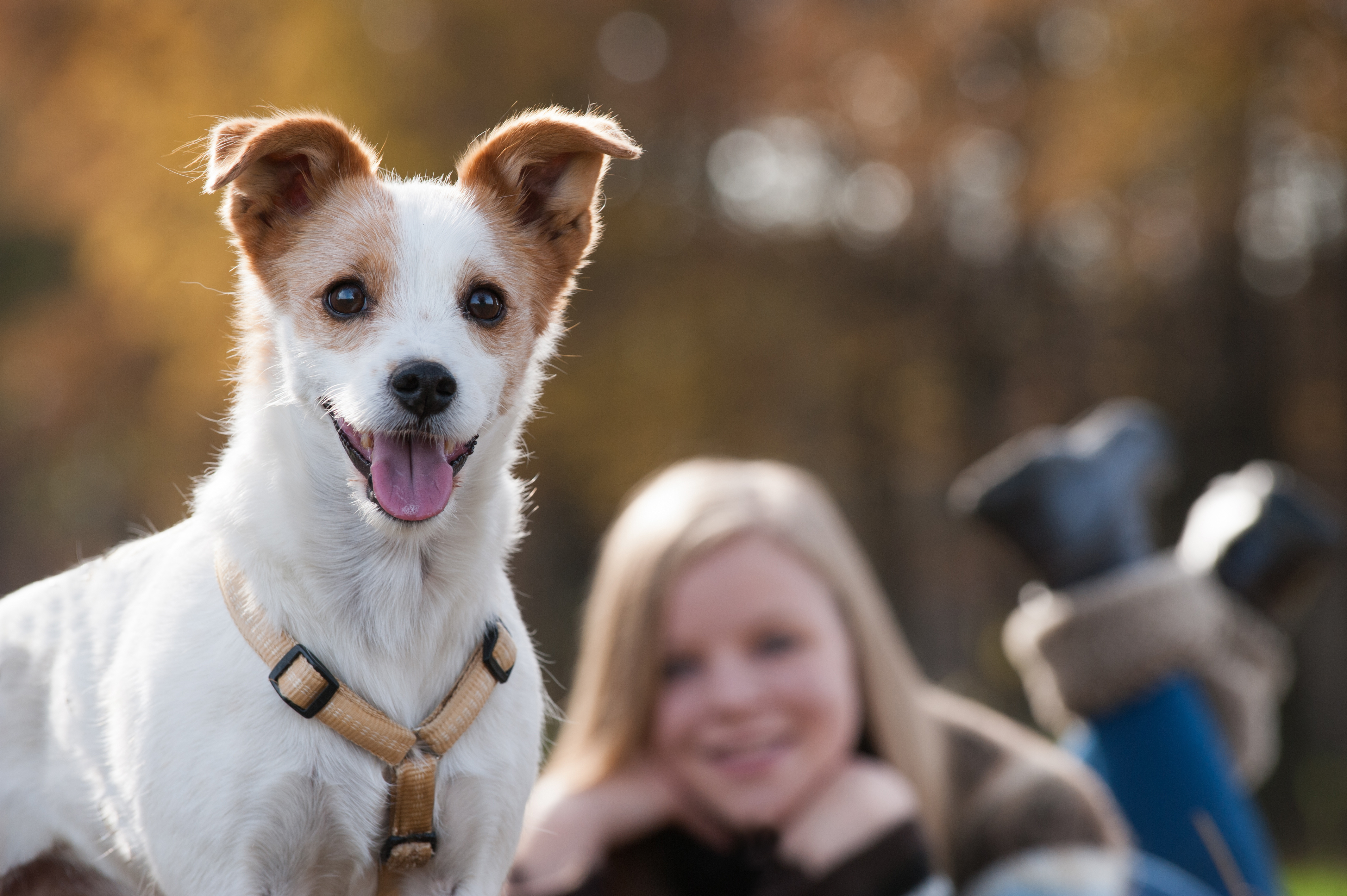 Les risques pour mon chien en maison