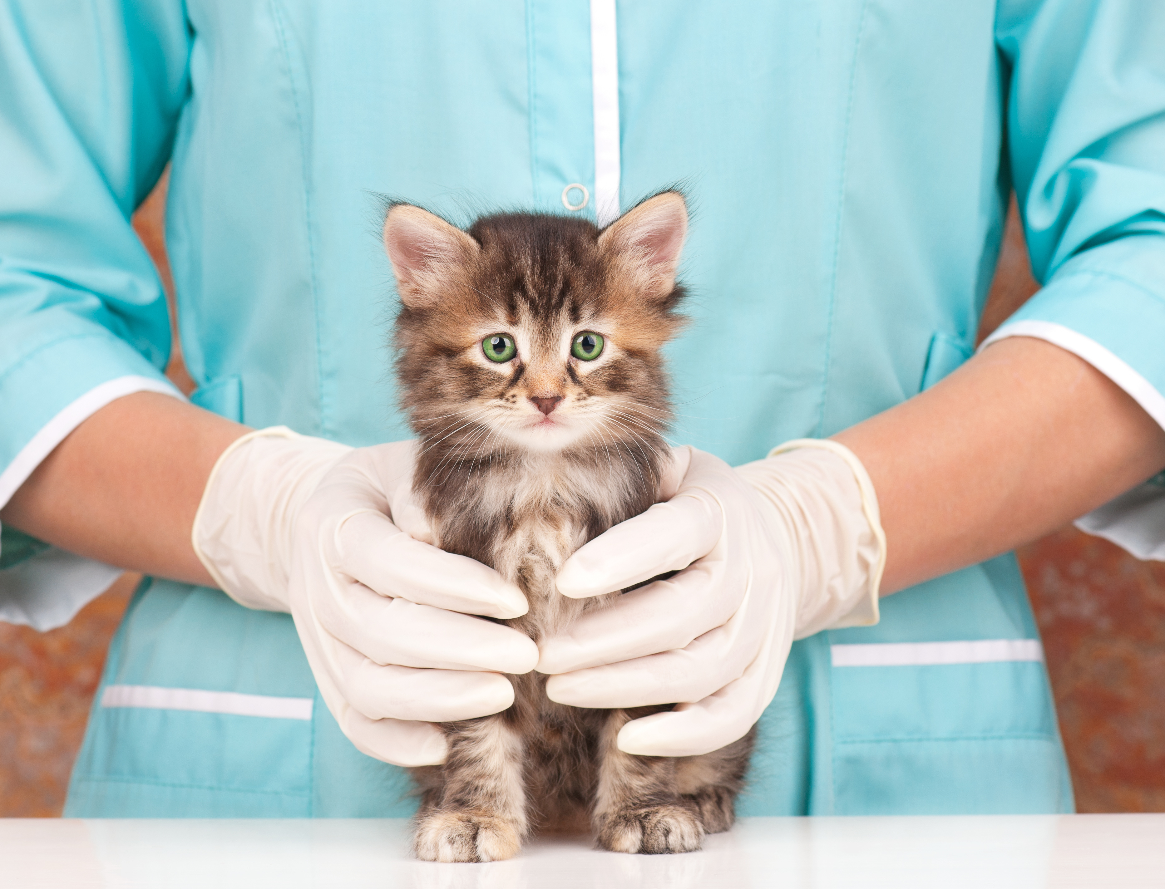 Chaton : Une 1ère visite chez le vétérinaire sans attendre