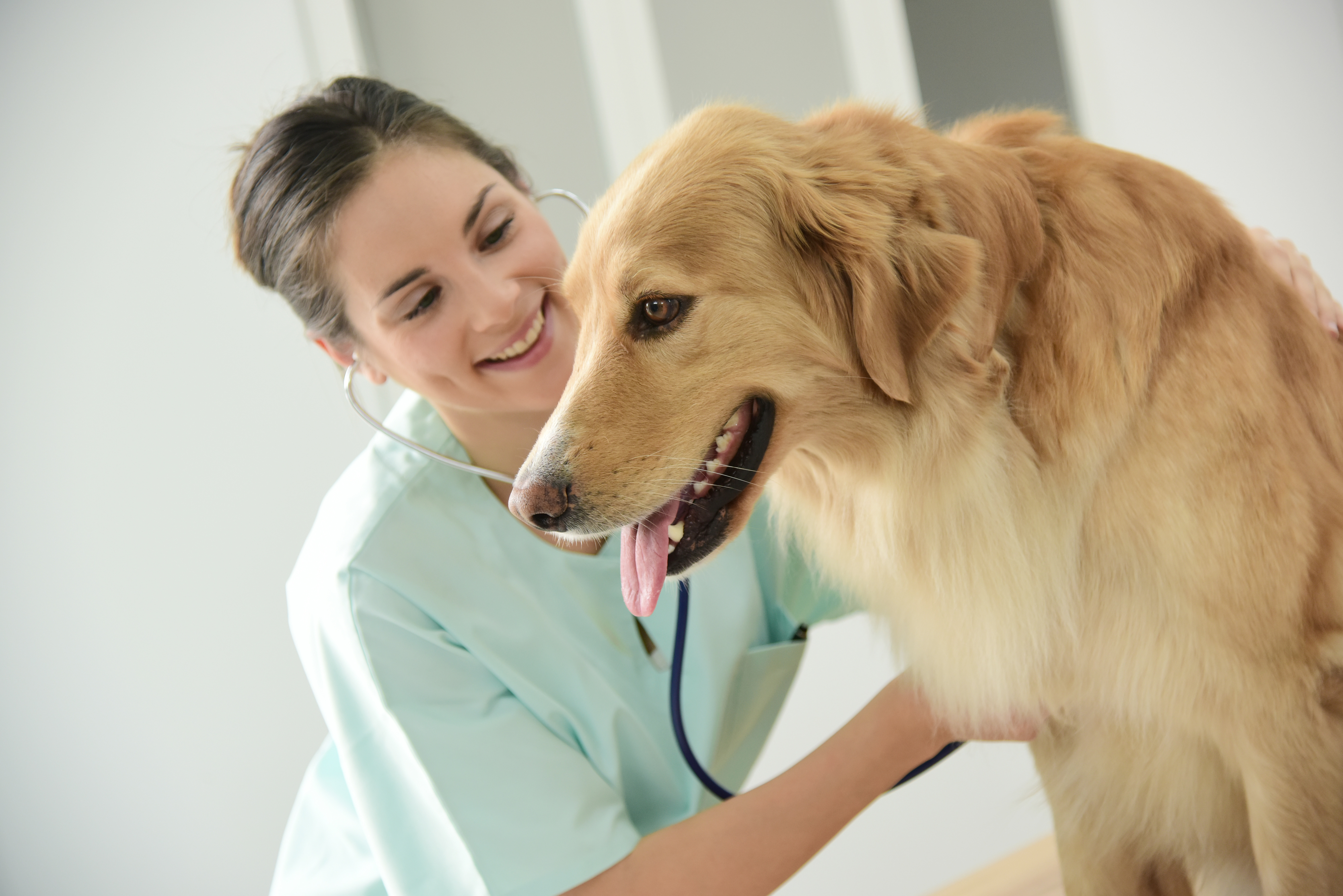 Contre quelles maladies faire vacciner mon chien ?