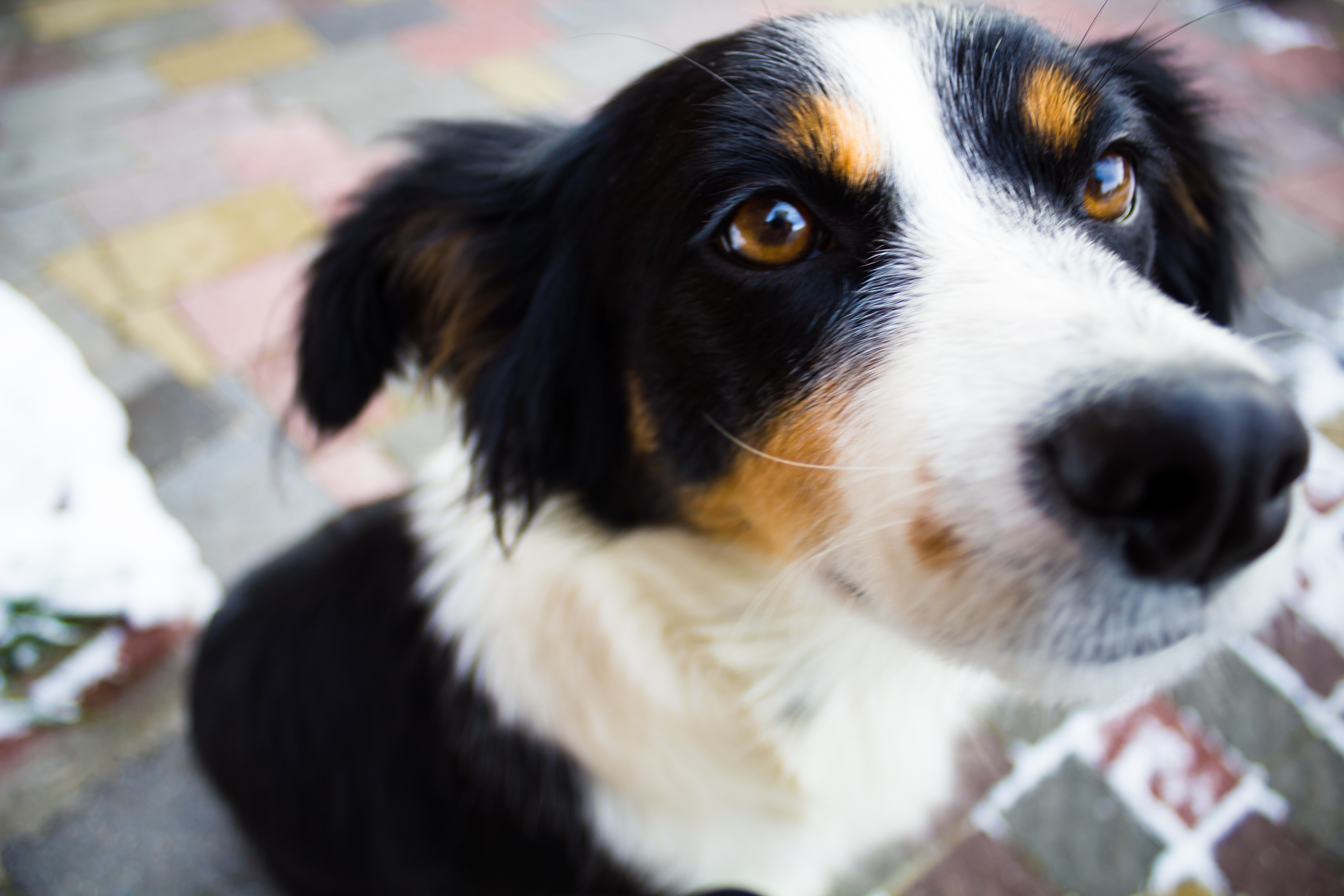 Mon chien en appartement ou en maison : quels dangers ?