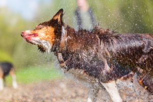 Berger australien se secouant les poils pour faire tomber l'eau