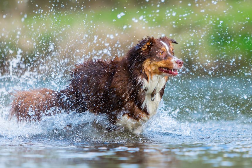 Que faire en cas d’eau dans les oreilles de mon chien ?