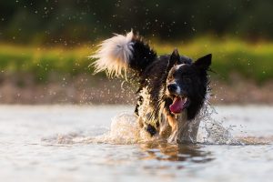 chien de race border collie qui se baigne